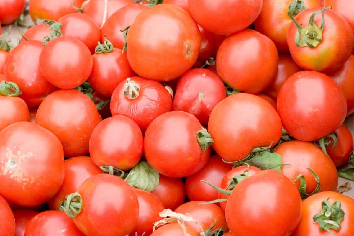 A pile of early girl tomatoes