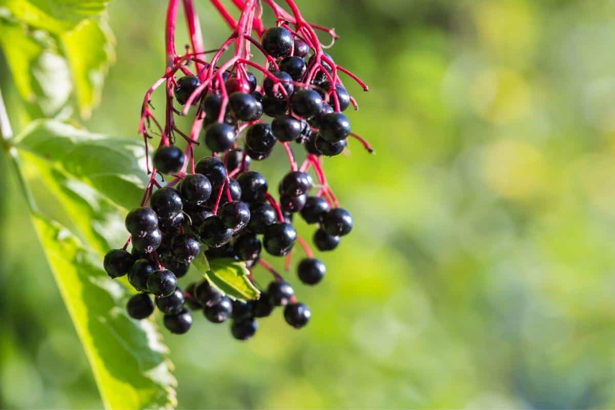 Elderberries on a branch in the sun