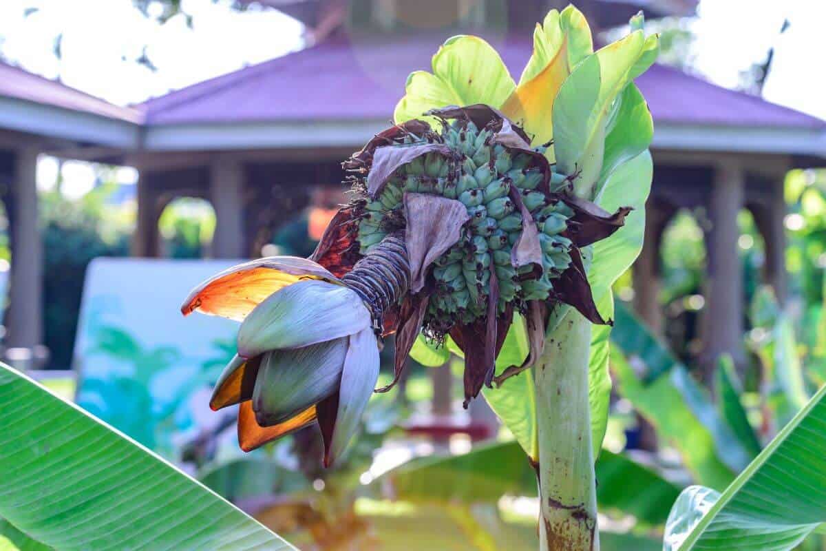 An ensete plant, showing the banana-likfe fruit