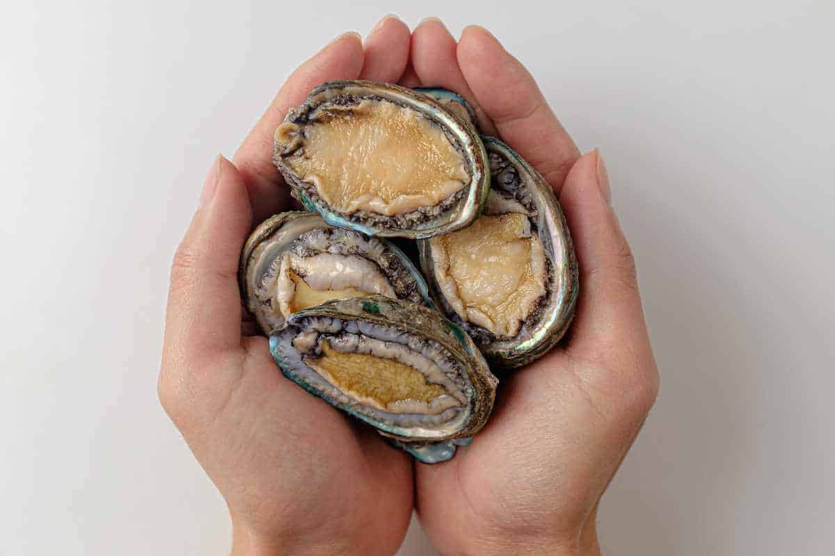 A few abalone being held in a woman's cupped hands