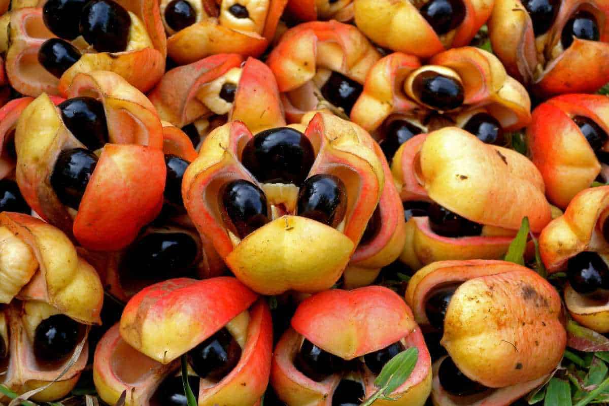 A bunch of ackee