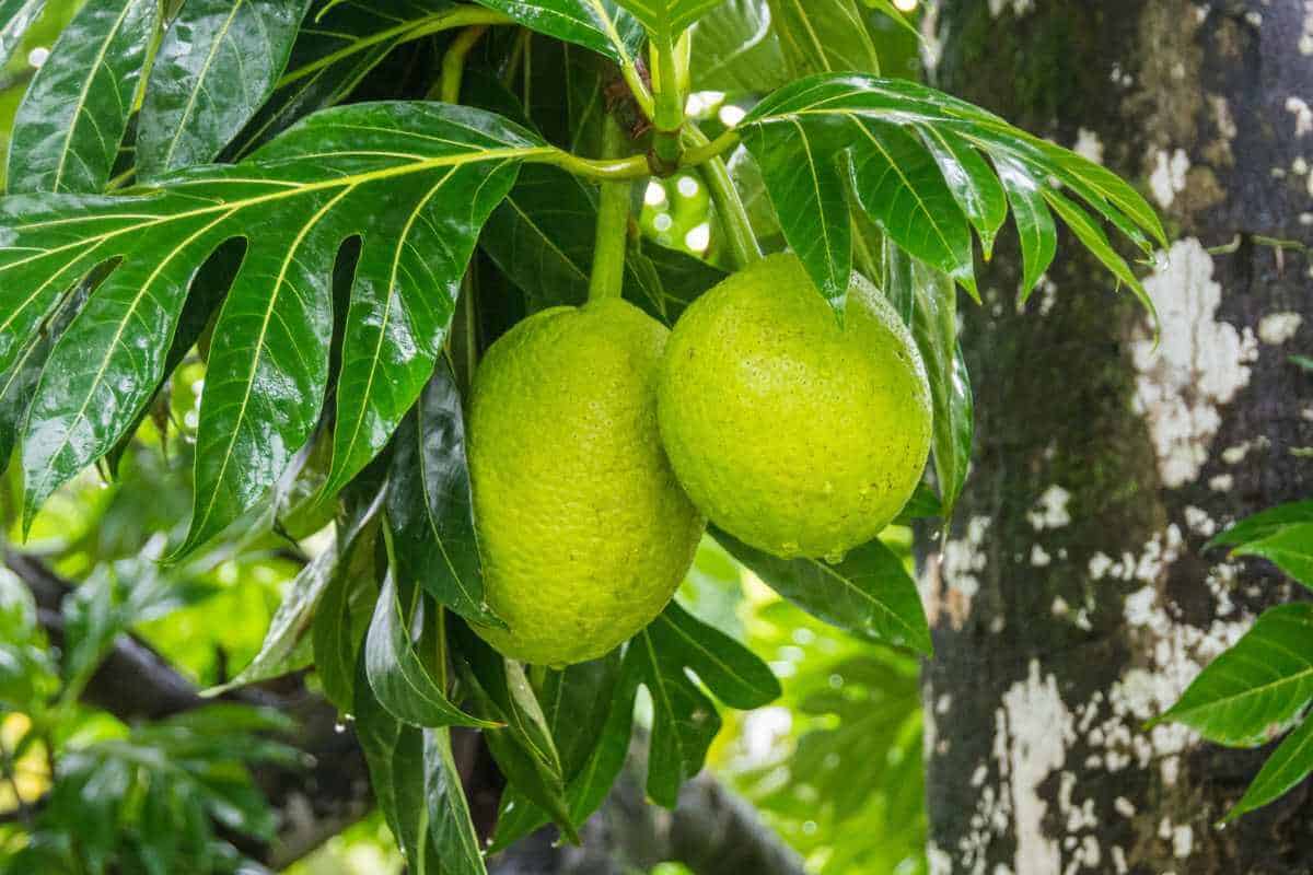 2 African breadfruit still growing on the tree