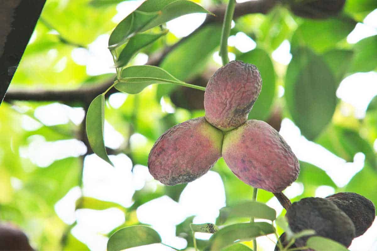 3 akebi fruit growing on the tree