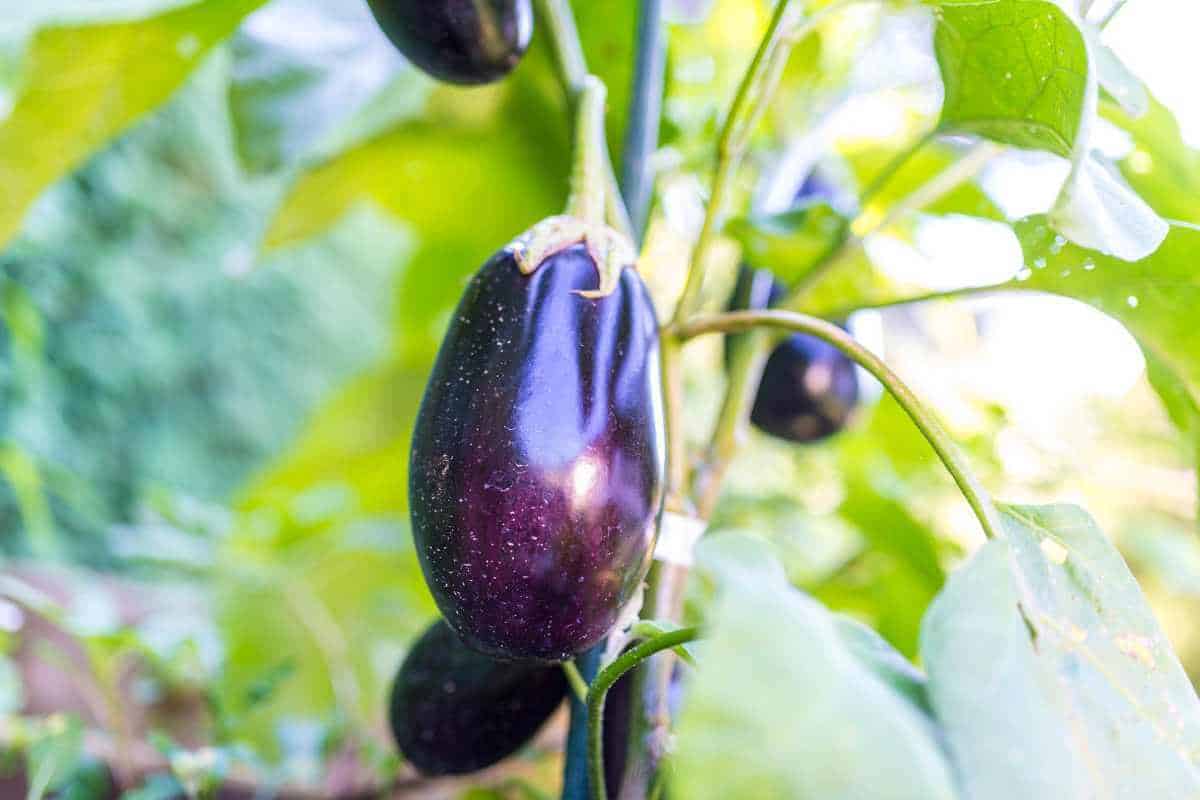 A aubergine still growing on the plant